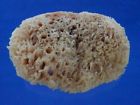 24a-39861 " 12 Sea Sponge Natural Girth