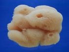 24a-39856 17 Sea " Sponge Natural Girth