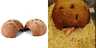 704529473160 Natural Hut Eco Friendly Non Toxic Made Of