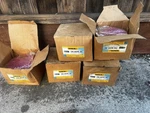 Case Lot Of 60 Waxie The Wave 3D Urinal Deodorizer - Spiced Apple 5 Boxes 10. Fixed Price $60.00.